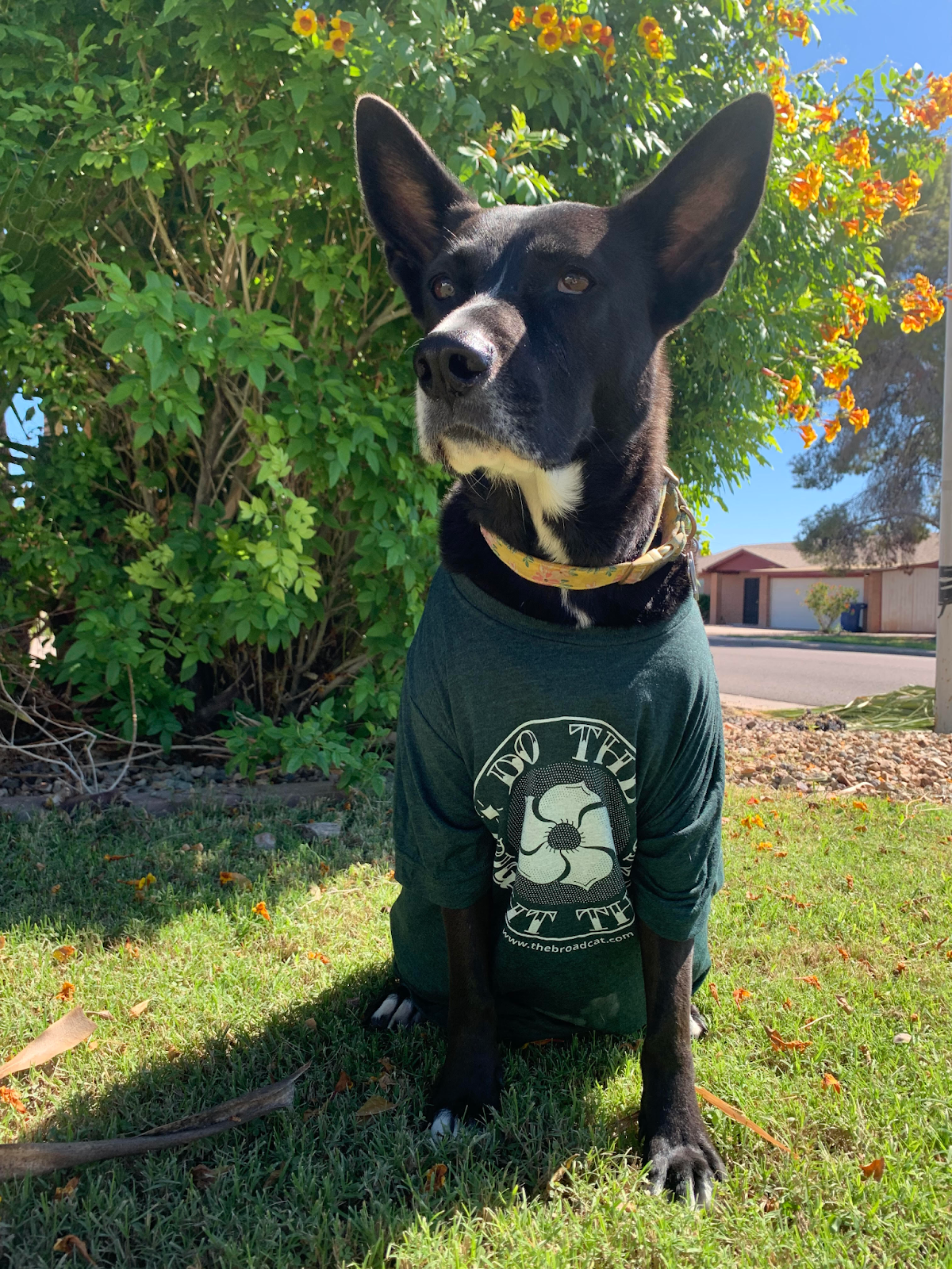 A dog wearing Broadcat's "Do the right thing" t-shirt.
